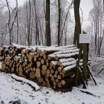 Powietrze zatruło drzewa na osiedlu Witosa i trzeba je wyciąć. Nadleśnictwo Katowice odnowi las