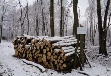 Powietrze zatruło drzewa na osiedlu Witosa i trzeba je wyciąć. Nadleśnictwo Katowice odnowi las