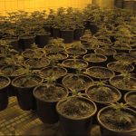 W Katowicach zatrzymali kibola-plantatora konopi indyjskich (wideo)