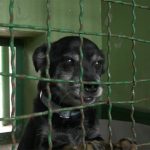 Schronisko dla zwierząt w Katowicach będzie docieplone. Wkrótce rusza warta 1,5 mln zł inwestycja