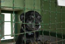 W Katowicach chcą żeby miasto finansowało leczenie zwierząt adoptowanych ze schroniska