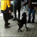 25 zatrzymanych po koncercie w Spodku