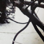 Policja nie stwierdziła znęcania się nad kotem w Katowicach. Był przywiązany do huśtawki