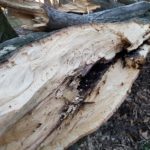 Wytną drzewa, a potem posadzą nowe