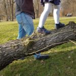 W parku Giszowieckim wytną drzewa. Są w złym stanie