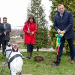 Pingwiny wracają do Śląskiego Ogrodu Zoologicznego. Nie było ich prawie pół wieku