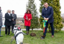 Pingwiny wracają do Śląskiego Ogrodu Zoologicznego. Nie było ich prawie pół wieku