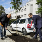 Katowice posadzą jesienią tysiąc drzew. Połowę lokalizacji wskazali mieszkańcy