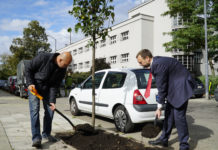 Katowice posadzą jesienią tysiąc drzew. Połowę lokalizacji wskazali mieszkańcy