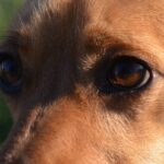 Katowiczanie chcą żeby miasto utworzyło cmentarz dla małych zwierząt domowych. Zbierają podpisy pod uchwałą