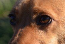 TOZ Katowice ogłasza rekrutację. Poszukiwani wolontariusze gotowi do trudnych interwencji