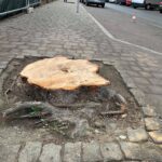 Po wycięciu 3 kasztanowców na ulicy Raciborskiej miasto zapowiada zgłoszenie sprawy do prokuratury. Deweloper: „Zaistniała sytuacja nagłego zagrożenia dla życia”