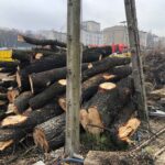 Miasto punktuje dewelopera i zgłasza sprawę wycinki 100-letnich drzew na policję i prokuraturę