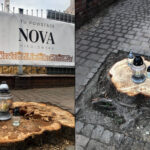 „Absurd”. Prokuratura umorzyła sprawę wycięcia kasztanowców na ulicy Raciborskiej