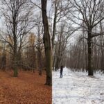 Chcą zatrzymać planowaną wycinkę drzew w Lasach Murckowskich. Pod topór nawet 200-letnie drzewa