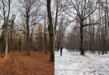 Chcą zatrzymać planowaną wycinkę drzew w Lasach Murckowskich. Pod topór nawet 200-letnie drzewa