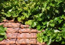 Radni chcą zielonych dachów w Katowicach. Pilotaż ma dotyczyć tylko Śródmieścia