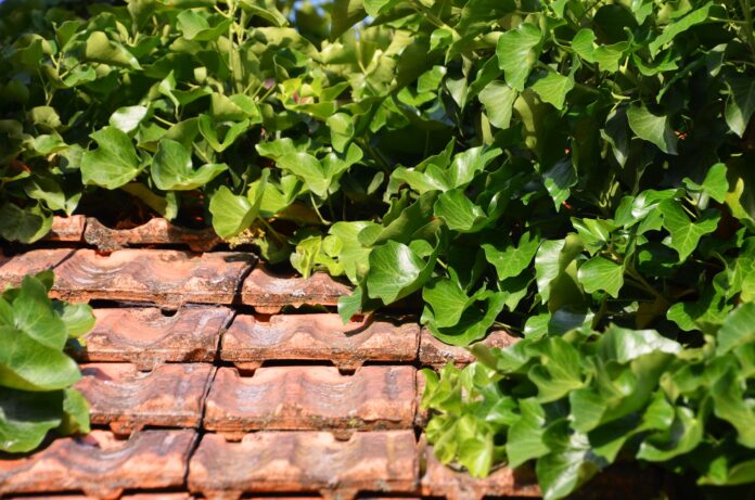 foliage-4272160_1920