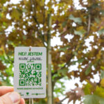 Mieszkańcy Katowic chcą drzew. Jak bardzo? Zgłosili prawie tysiąc lokalizacji na terenie miasta