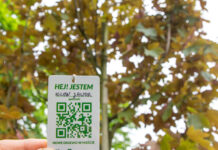 Mieszkańcy Katowic chcą drzew. Jak bardzo? Zgłosili prawie tysiąc lokalizacji na terenie miasta