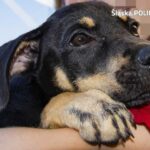 Pijana kobieta wyrzuciła psa przez okno. Zdenerwował ją bo: „szczekał”