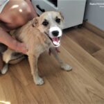 Ktoś wyrzucił psa z samochodu. Policja prosi o pomoc świadków