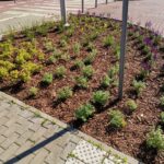 W Katowicach będą nasadzenia w pasach drogowych i modernizacje skwerów. To projekt z Zielonego Budżet