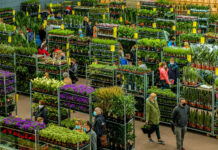 Sadzonki roślin za elektroodpady