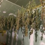 33-latkowi grozi 10 lat więzienia. W mieszkaniu wywieszał narkotyki. Zdziwił się, gdy przyszła katowicka policja