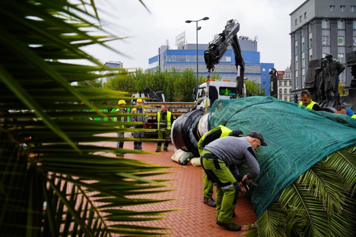 Plamy mają około 5-6 metrów wysokości, a waga pojedynczej rośliny razem z donicą to kilka ton Fot. KAW