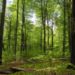 Rezerwat przyrody Las Murckowski powiększy się o 40 hektarów. Chcieli tego zarówno społecznicy jak i leśnicy