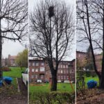 Katowiczanie chcieli wycięcia drzew sprzed kamienicy w Nikiszowcu, teraz ratują je inni mieszkańcy