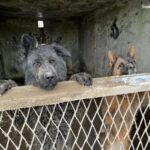 W Katowicach mężczyzna trzymał psy w skandalicznych warunkach. Były uwięzione w boksach pełnych fekaliów, bez wody i jedzenia