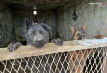 W Katowicach mężczyzna trzymał psy w skandalicznych warunkach. Były uwięzione w boksach pełnych fekaliów, bez wody i jedzenia