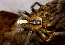 33-latek ze Świętochłowic sprzedawał jadowite pająki. Posiadał ich w sumie 60