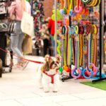 Targi PupiLove odbędą się w Katowicach. Dla miłośników psów i kotów