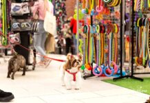 Targi PupiLove odbędą się w Katowicach. Dla miłośników psów i kotów