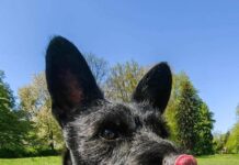 Mieszkanka Katowic szuka swojego psa. Potrzebna pomoc w odnalezieniu kundelka