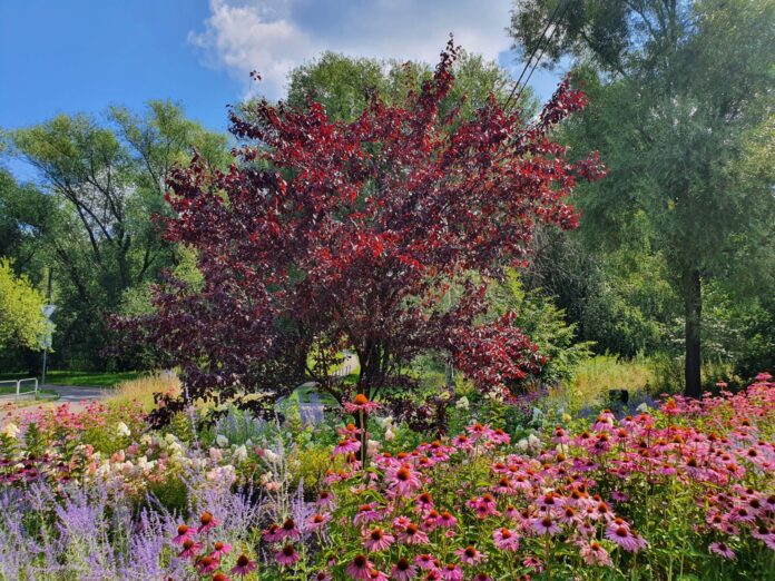 Nasadzenia z Zielonego Budżetu w Katowicach_fot. ZZM Katowice