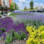 Katowice ogłaszają 6. edycję Zielonego Budżetu – 3 mln zł na ekologię i zieleń