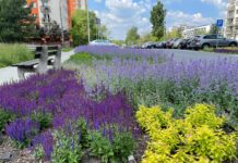 Katowice ogłaszają 6. edycję Zielonego Budżetu – 3 mln zł na ekologię i zieleń