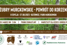 Żubry Murckowskie – powrót do korzeni