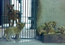 Cztery lwiątka przyszły na świat w Śląskim Ogrodzie Zoologicznym. Czekano na nie 21 lat