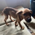 Policja odebrała 7 psów i 4 szczury kobiecie w Katowicach. Trzymała je w mieszkaniu