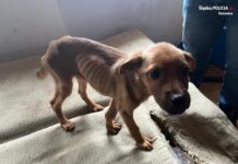 Policja odebrała 7 psów i 4 szczury kobiecie w Katowicach. Trzymała je w mieszkaniu