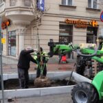 Nowo zasadzone kasztanowce na ulicy Stawowej będą wykopane i zastąpione innymi. Nie spełniają wymogów przetargu