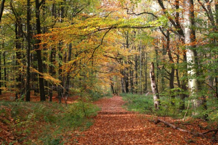 Rezerwat buków fot. Monika Winkler