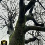 Strażnicy miejscy uratowali mężczyznę w Katowicach. Siedział na drzewie, obok przygotowanej szubienicy