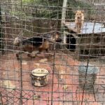 Zaniedbane psy odebrali mieszkance Katowic. Były m.in. wychudzone i chore