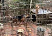 Zaniedbane psy odebrali mieszkance Katowic. Były m.in. wychudzone i chore